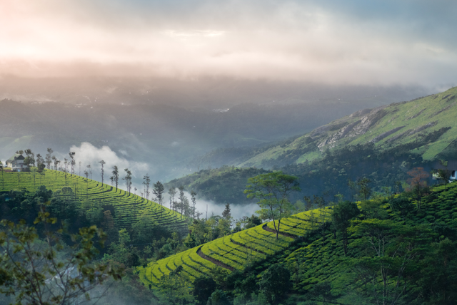 Munnar - Tea plantations and misty hills