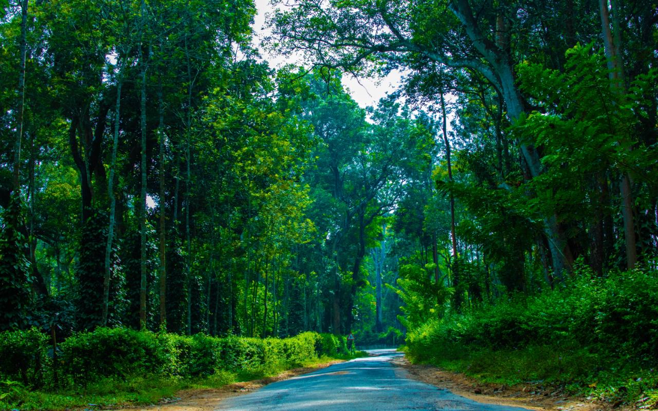 Coorg - Coffee estates and hills
